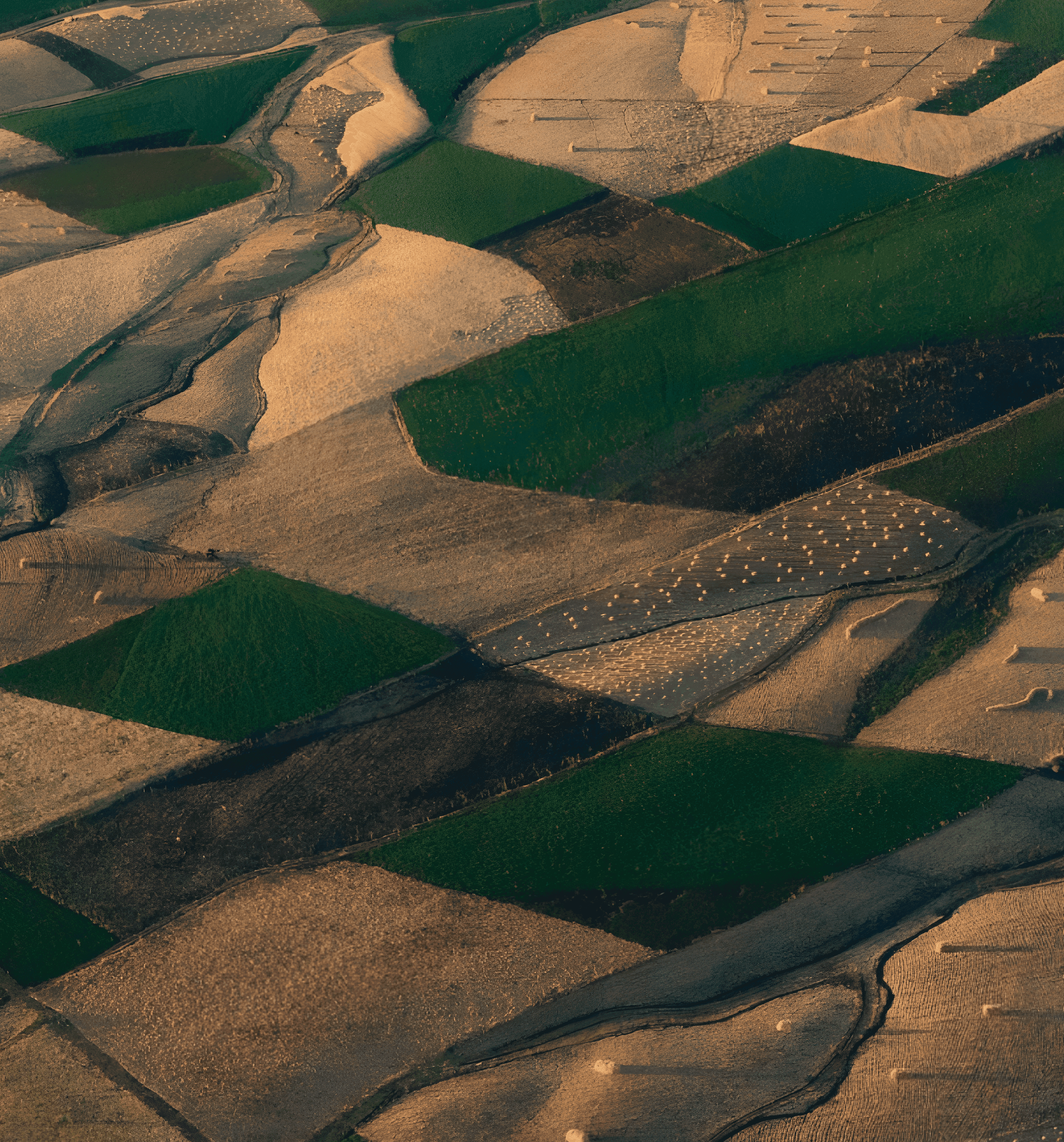 Agricultural fields aerial view